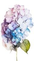 water druppels van bloesem hortensia bloemen Aan PNG achtergrond. generatief ai. foto