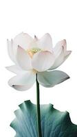 verbazingwekkend beeld van mooi bloeiend lotus bloem met bladeren Aan PNG achtergrond. generatief ai. foto