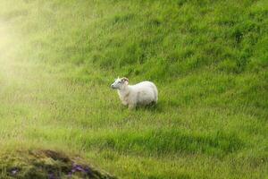 schapen begrazing Aan grasland in platteland foto