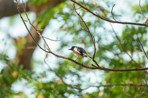 gemeenschappelijk ekster neergestreken Aan boom Afdeling in tropisch tuin foto