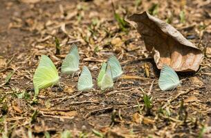 vlinder groep wit groen geel Aan bladeren foto