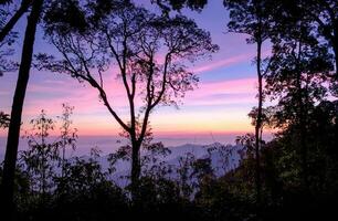 toneel- Woud zonsopkomst blauw Purper Bij nationaal park foto