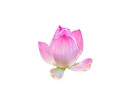 roze lotus bloeien symbool van zuiverheid foto