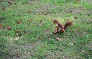 schattig eekhoorn staand Aan de gras foto