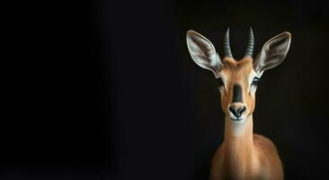 portret van een antilope Aan een zwart achtergrond met ruimte voor tekst. wild artiodactyl dier. generatief ai foto