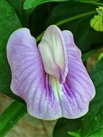 centrosema virginianum is een fabriek soorten van de vlinder erwt type dat komt van de fabaceae stam. deze fabriek is wijd verspreid in Uruguay, zuid-oost Amerika, west Hindi, naar Afrika foto