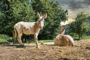 twee ezels Aan een boerderij foto