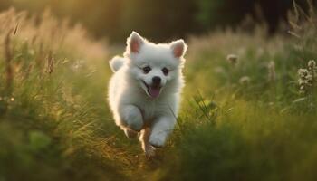 pluizig pommeren puppy spelen in groen weide gegenereerd door ai foto