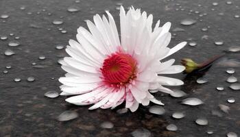 regendruppel Aan nat gerbera madeliefje bloemblaadje, schoonheid in natuur breekbaarheid gegenereerd door ai foto