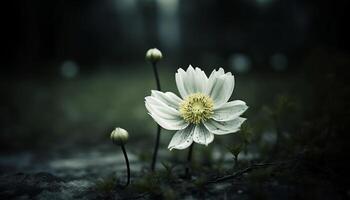 rustig kamille weide, wilde bloemen bloeien in natuurlijk schoonheid buitenshuis gegenereerd door ai foto