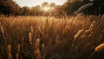gouden tarwe velden gloed in levendig zonsondergang, landelijk schoonheid in overvloed gegenereerd door ai foto
