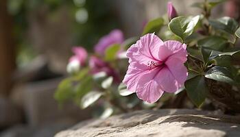 levendig roze hibiscus bloesem in een groen bladerrijk achtergrond buitenshuis gegenereerd door ai foto