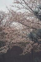 sakura kers bloesem genomen in voorjaar in Japan foto