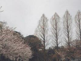 sakura kers bloesem genomen in voorjaar in Japan foto