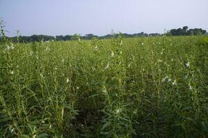 natuurlijk landschap visie van sesam geplant in de platteland veld- van Bangladesh foto