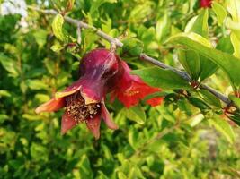 rood granaatappel bloem semi rijpen Aan een boom foto