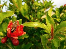 bij Aan rijpen rood granaatappel Aan boom foto