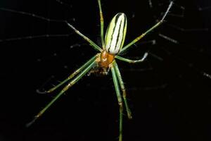 spinnenwebben, spinnenwebben in de tuin, wild insecten, zwart achtergrond foto