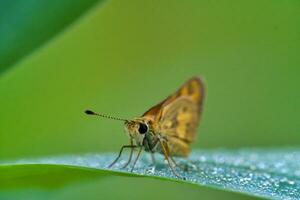 foto macro extreem van schipper vlinder in de dieren in het wild, macro insect,