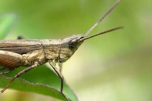 de sprinkhaan za Aan een steen, huilen voor klein insecten naar eten foto