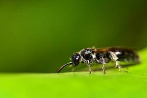 wild dier, zwart mier, gevleugeld zwart mier macro foto