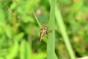 roberfly omhoog in de wild gras foto