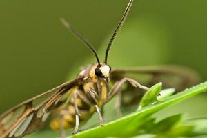 macro insect, macro extreem van schipper vlinder in de dieren in het wild foto