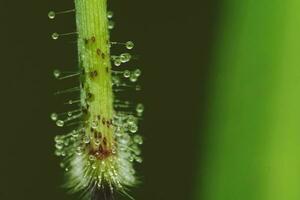 dauw Aan gras stengels, macro foto extreem ochtend- dauw