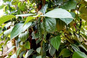 groen peper Aan de boom in de tuin foto