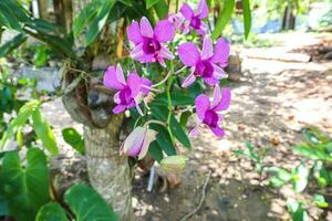 orchideeën bloem in tropisch tuin, natuur achtergrond. foto