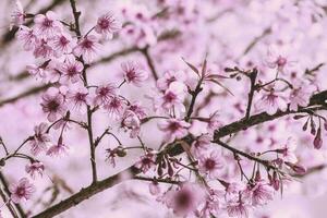 achtergrond natuur bloem valentijn prunus cerasoides foto