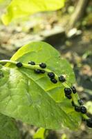 basella alba zaden Aan een groen blad van een fabriek in de groente tuin. foto