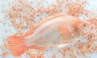 vers tilapia met roze zout foto