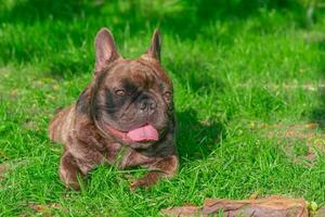 de hond van de Frans bulldog ras leugens Aan de groen gras. een huisdier, een dier. foto