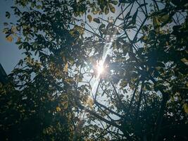 visie van boom bladeren blootgesteld naar zonlicht geschikt voor herfst thema foto