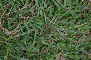 abstract achtergrond structuur van vlak leggen groen gras Aan de grond foto