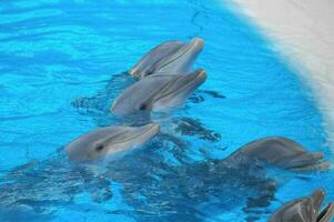 dolfijnen in aquarium foto