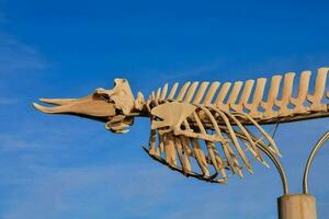 droog walvis zoogdier skelet foto