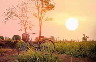 mooie vintage fiets in het veld foto