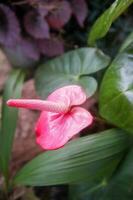 mooi anthurium bloem in de tuin, voorraad foto beeld