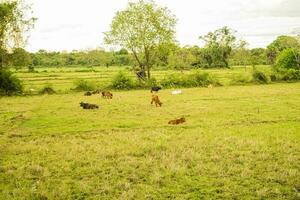 koeien begrazing in de weide Bij tuin foto