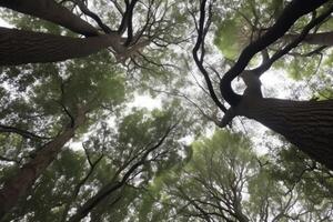 ai gegenereerd torenhoog bomen rekken omhoog naar de lucht, hun takken bereiken uit Leuk vinden Open armen. foto