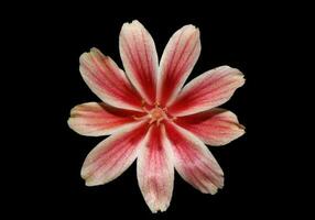 mooi roze bloem zomer bloeiende dichtbij omhoog botanisch achtergrond lewisia leeana familie montiaceae groot grootte hoog kwaliteit modern ogenblik afdrukken foto