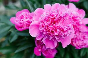 mooi roze bloemen van de kruidachtig pioen in zomer in de tuin foto