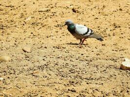 verwilderd duif rots duif in Egypte dierentuin foto