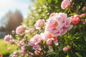 bloem tuin, tuinieren en platteland natuur, mooi pioen bloemen, pioenen bloeiend Aan een zonnig dag, generatief ai foto