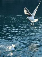 meeuwen duurt uit in de fjord. water druppels plons in dynamisch beweging van zee vogel. foto