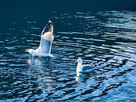 meeuwen duurt uit in de fjord. water druppels plons in dynamisch beweging van zee vogel. foto