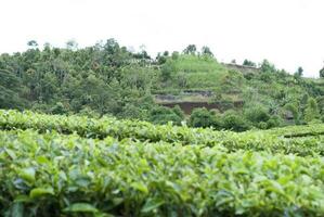 thee tuin in de Oppervlakte van monteren Kerinci, jambi, Indonesië foto