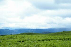 thee tuin in de Oppervlakte van monteren Kerinci, jambi, Indonesië foto